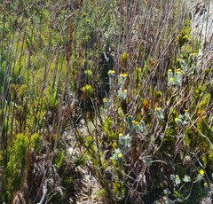 Schistostephium umbellatum