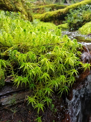 Sphagnum girgensohnii