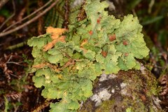 Yarrumia colensoi
