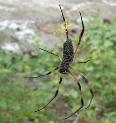 Nephila comorana