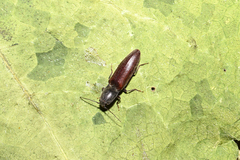 Athous haemorrhoidalis