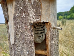 Dolichovespula saxonica