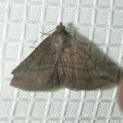 Lesmone griseipennis