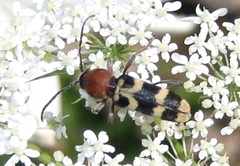 Chlorophorus trifasciatus