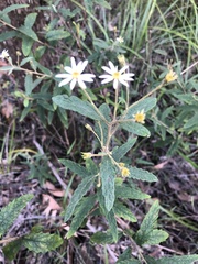 Olearia phlogopappa
