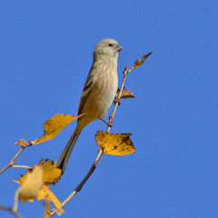 Carpodacus sibiricus