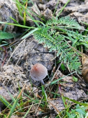 Panaeolus acuminatus