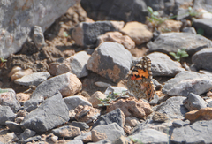 Vanessa cardui