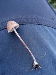 Panaeolus acuminatus