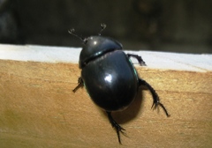 Trypocopris pyrenaeus
