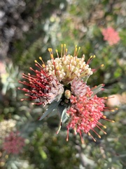 Leucospermum wittebergense