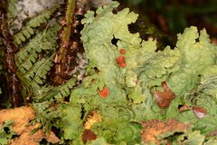 Yarrumia colensoi