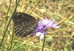 Satyrus actaea