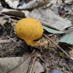 Scleroderma sinnamariense
