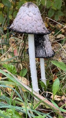 Coprinus comatus