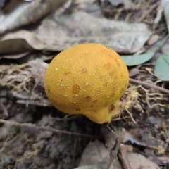 Scleroderma sinnamariense