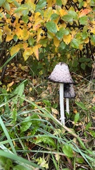 Coprinus comatus