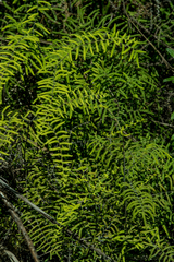 Gleichenia polypodioides