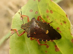 Pinthaeus sanguinipes