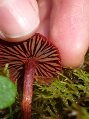 Deconica montana