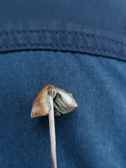 Panaeolus acuminatus