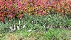 Coprinus comatus