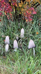 Coprinus comatus