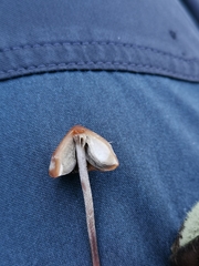 Panaeolus acuminatus