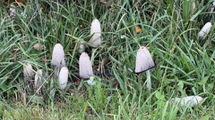 Coprinus comatus