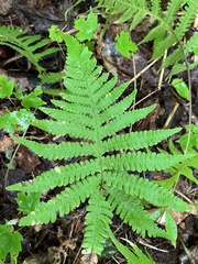 Phegopteris