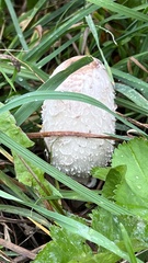 Coprinus comatus