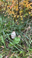 Coprinus comatus