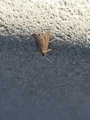 Lepidoptera