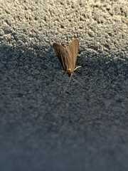 Lepidoptera