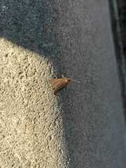 Lepidoptera