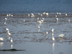 Chroicocephalus ridibundus