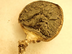 Scleroderma areolatum