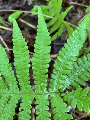 Phegopteris