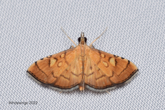 Crambidae