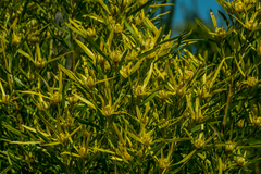 Leucadendron eucalyptifolium