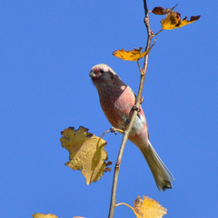 Carpodacus sibiricus