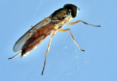 Melanostoma mellinum