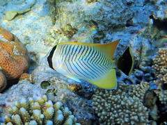 Chaetodon trifascialis