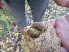 Krynickillus melanocephalus