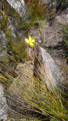 Bobartia