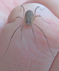 Oligolophinae