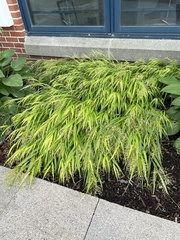 Hakonechloa macra