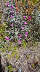 Podalyria burchellii