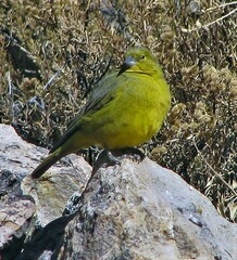 Sicalis olivascens