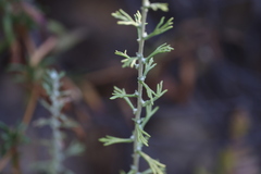 Eriophyllum confertiflorum